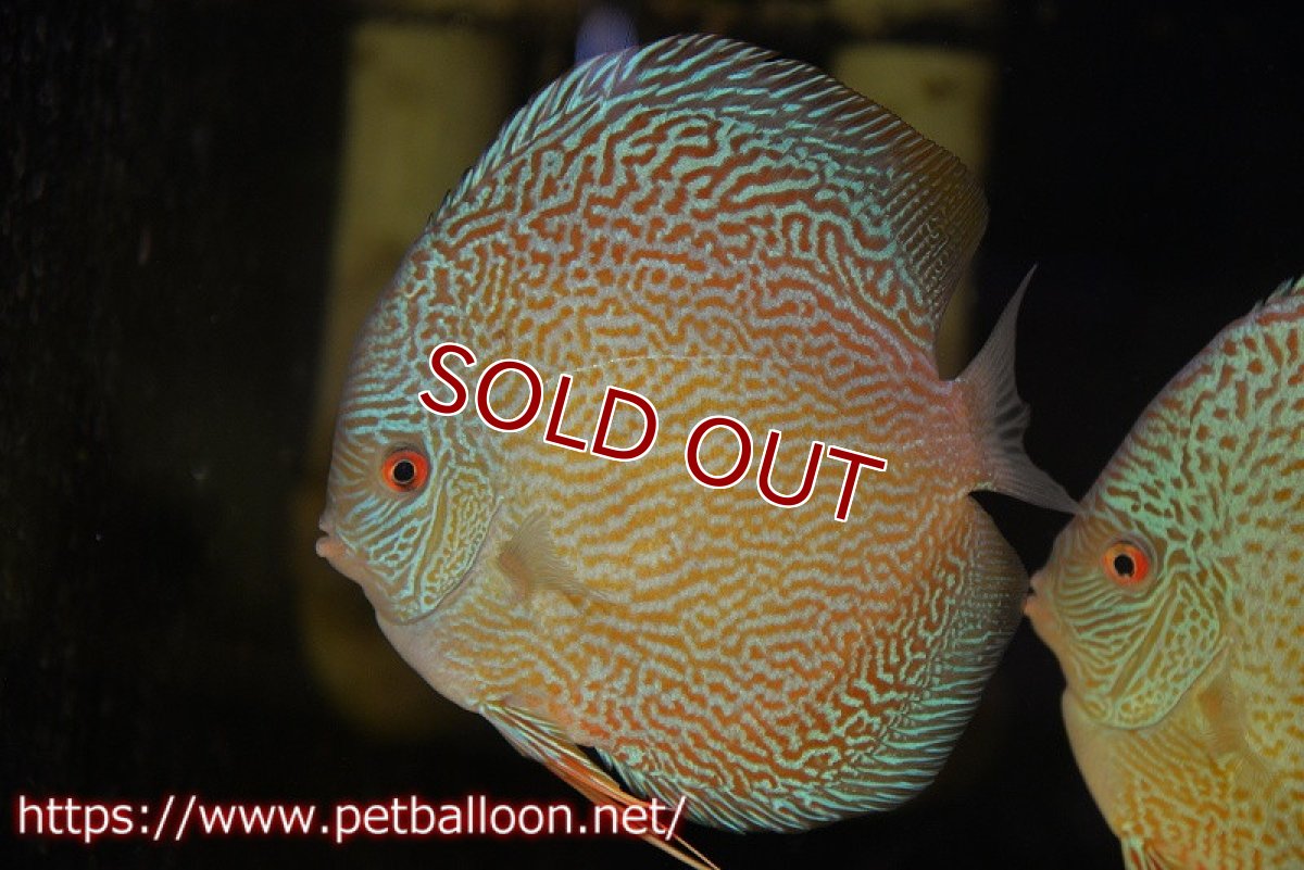 画像2: 【ディスカス】【通販】ジャイアントブルースコーピオン（ハイフォーム）【個体販売】17-18cm（生体）マレーシア　NAディスカスファーム (2)