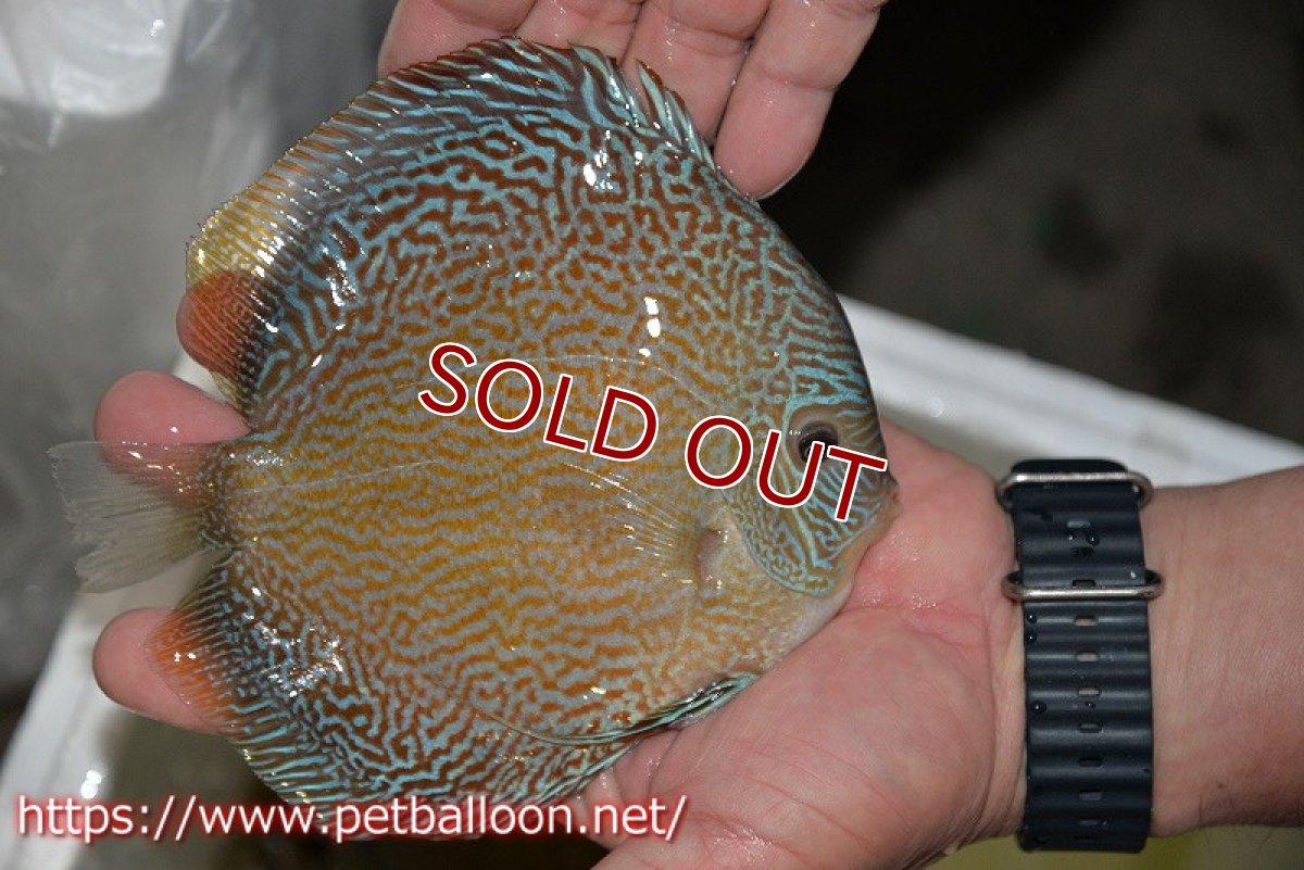 画像4: 【ディスカス】【通販】ジャイアントブルースコーピオン（ハイフォーム）【個体販売】17-18cm（生体）マレーシア　NAディスカスファーム (4)