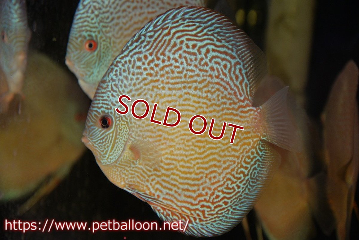 画像2: 【ディスカス】【通販】ジャイアントブルースコーピオン（ハイフォーム）【個体販売】17-18cm（生体）マレーシア　NAディスカスファーム (2)