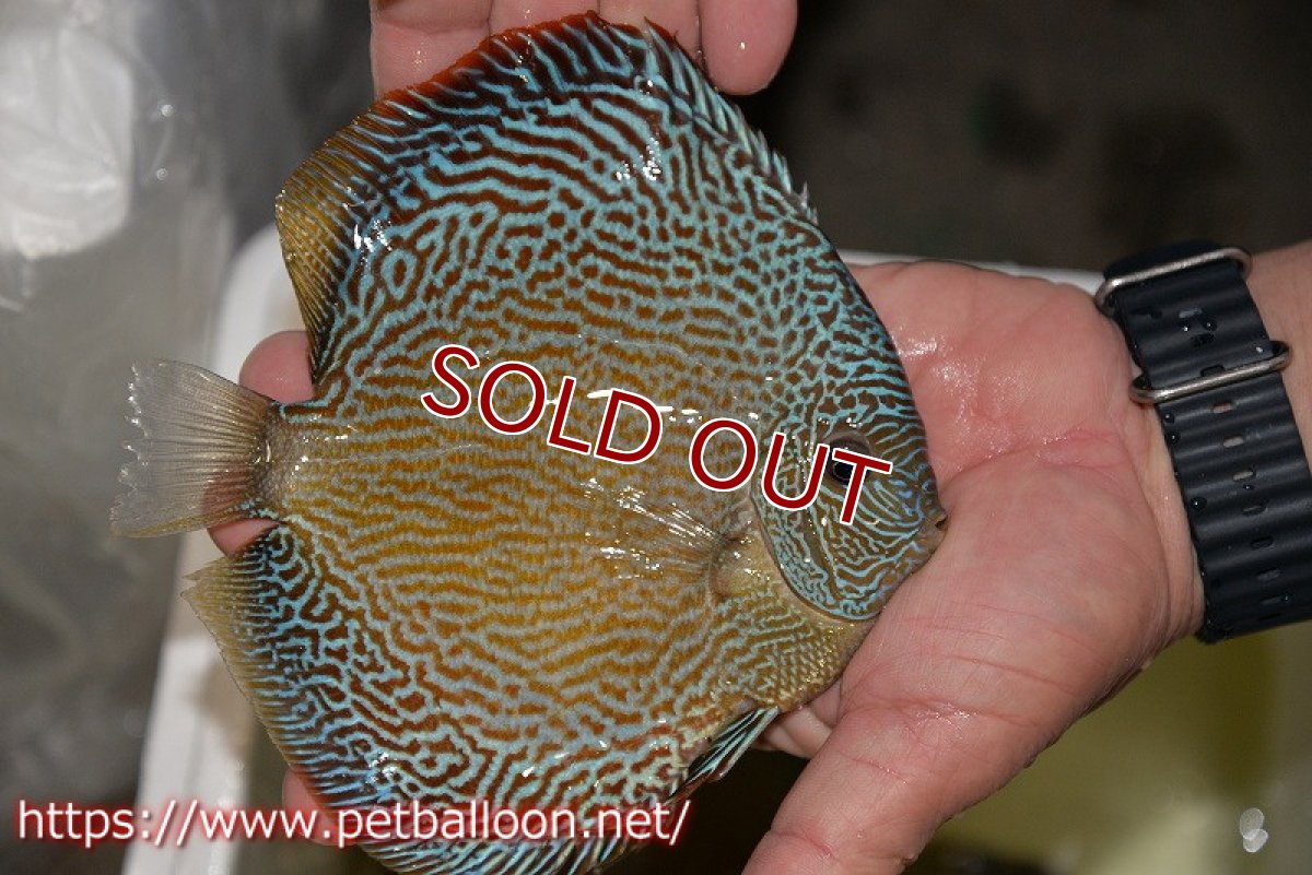 画像4: 【ディスカス】【通販】ジャイアントブルースコーピオン（ハイフォーム）【個体販売】17-18cm（生体）マレーシア　NAディスカスファーム (4)