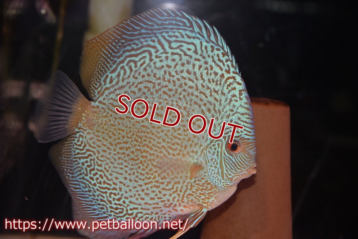 画像2: 【ディスカス】【通販】ジャイアントブルースコーピオン（ハイフォーム）【個体ペア販売】17-18cm（生体）マレーシア　NAディスカスファーム (2)