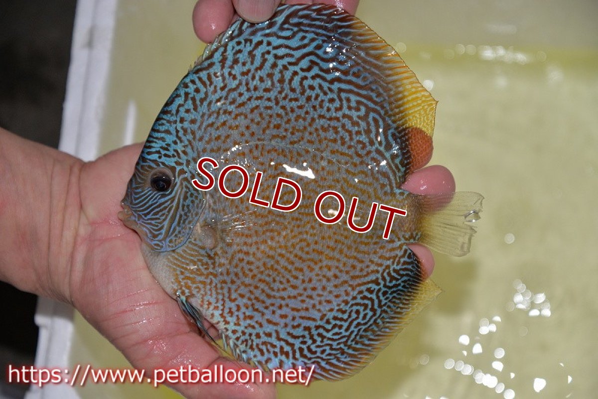 画像3: 【ディスカス】【通販】ジャイアントブルースコーピオン（ハイフォーム）【個体ペア販売】17-18cm（生体）マレーシア　NAディスカスファーム (3)