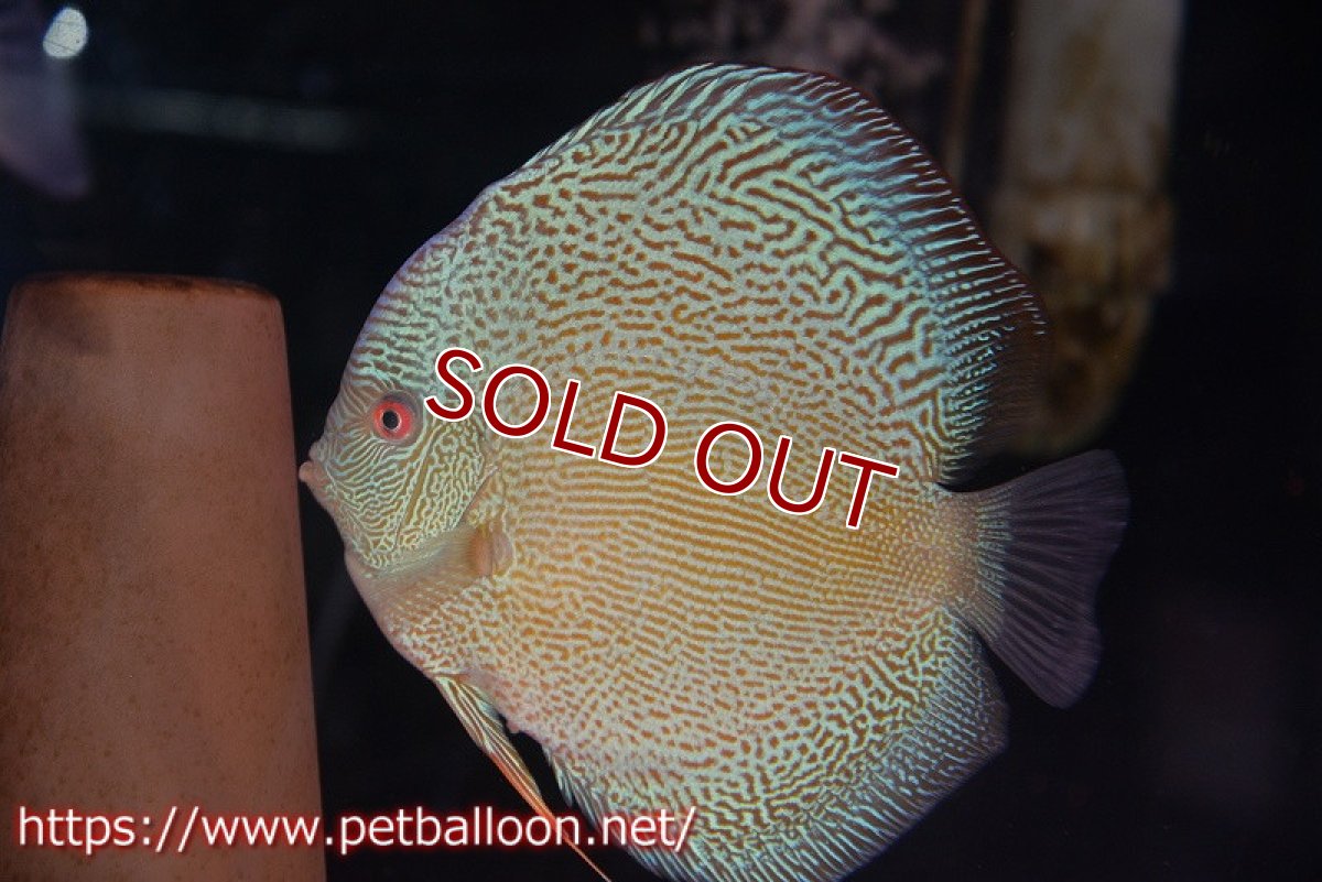 画像5: 【ディスカス】【通販】ジャイアントブルースコーピオン（ハイフォーム）【個体ペア販売】17-18cm（生体）マレーシア　NAディスカスファーム (5)