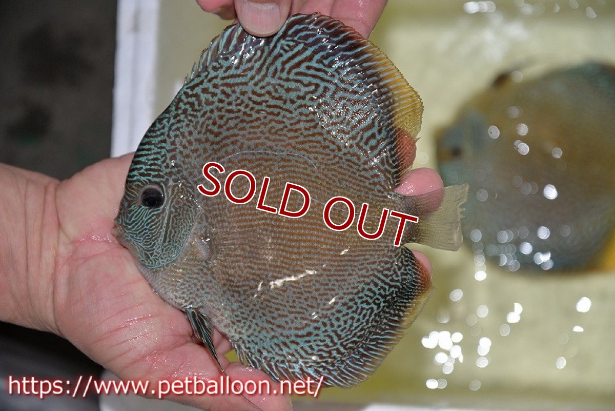 画像6: 【ディスカス】【通販】ジャイアントブルースコーピオン（ハイフォーム）【個体ペア販売】17-18cm（生体）マレーシア　NAディスカスファーム (6)