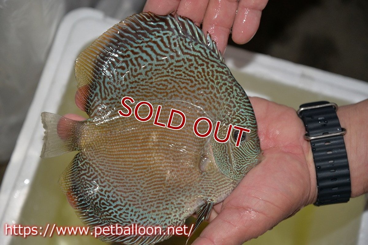 画像7: 【ディスカス】【通販】ジャイアントブルースコーピオン（ハイフォーム）【個体ペア販売】17-18cm（生体）マレーシア　NAディスカスファーム (7)