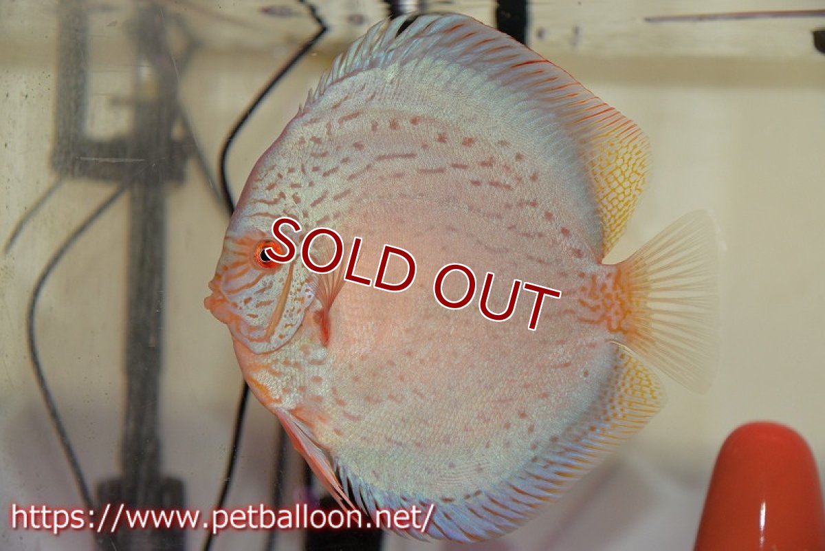 画像2: 【ディスカス】【通販】【産卵経験あり】ジャイアントロイヤルブリリアント（ハイフォーム）【個体ペア販売】17-18cm（生体）マレーシア　NAディスカスファーム (2)