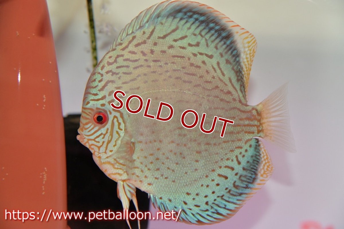 画像5: 【ディスカス】【通販】【産卵経験あり】ジャイアントロイヤルブリリアント（ハイフォーム）【個体ペア販売】17-18cm（生体）マレーシア　NAディスカスファーム (5)