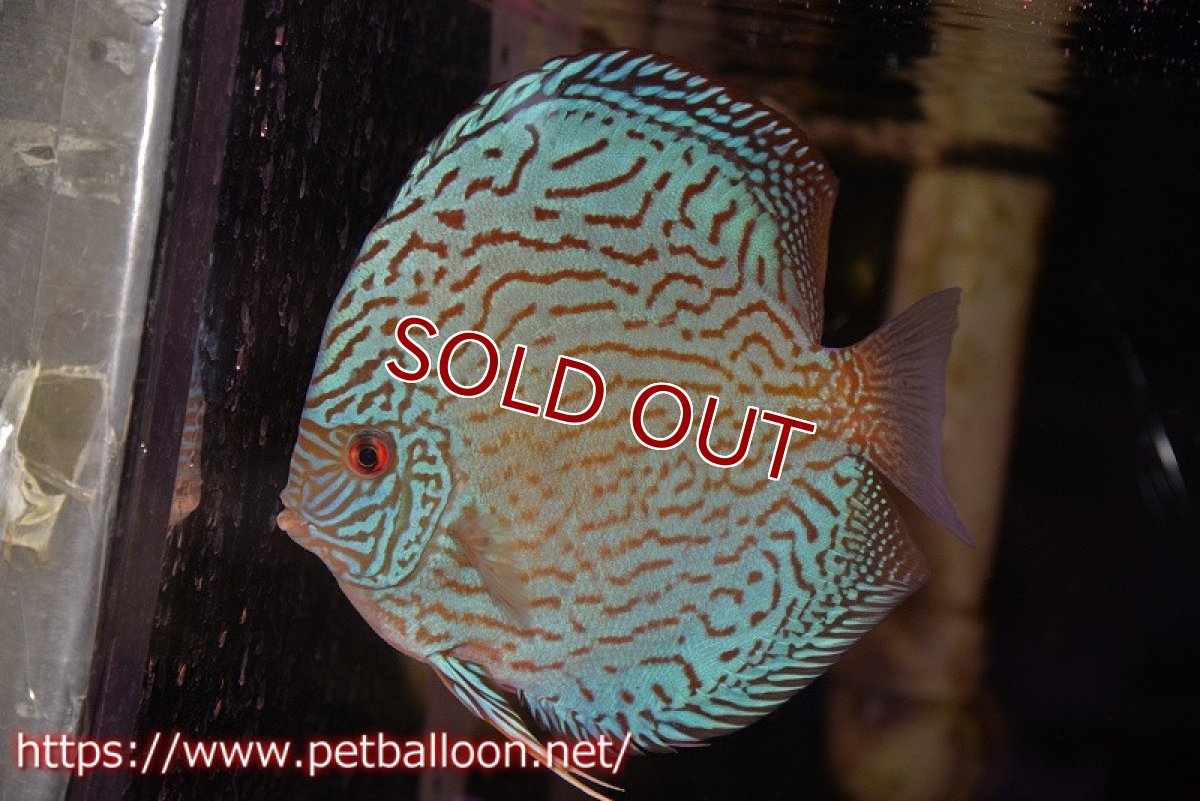 画像2: 【ディスカス】【通販】ジャイアントロイヤルブリリアント（ハイフォーム）【個体ペア販売】17-18cm（生体）マレーシア　NAディスカスファーム (2)