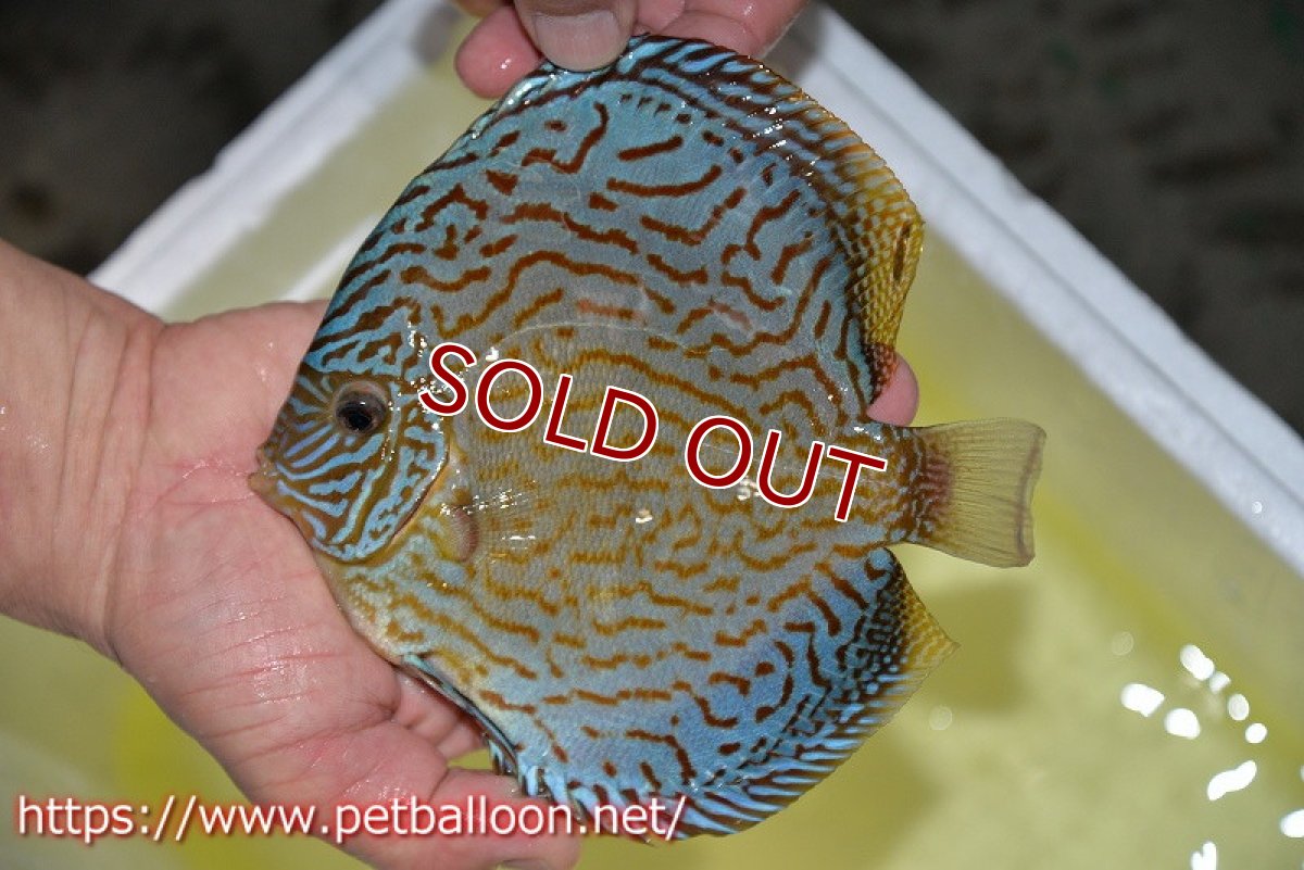 画像3: 【ディスカス】【通販】ジャイアントロイヤルブリリアント（ハイフォーム）【個体ペア販売】17-18cm（生体）マレーシア　NAディスカスファーム (3)