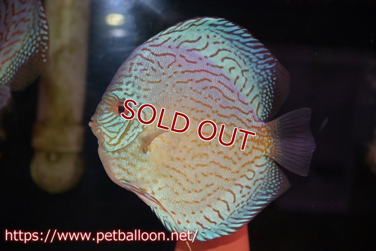 画像5: 【ディスカス】【通販】ジャイアントロイヤルブリリアント（ハイフォーム）【個体ペア販売】17-18cm（生体）マレーシア　NAディスカスファーム (5)