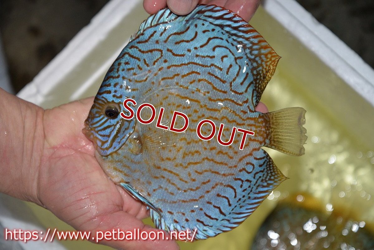 画像6: 【ディスカス】【通販】ジャイアントロイヤルブリリアント（ハイフォーム）【個体ペア販売】17-18cm（生体）マレーシア　NAディスカスファーム (6)