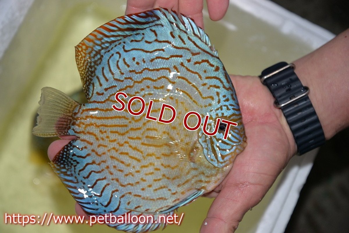 画像7: 【ディスカス】【通販】ジャイアントロイヤルブリリアント（ハイフォーム）【個体ペア販売】17-18cm（生体）マレーシア　NAディスカスファーム (7)