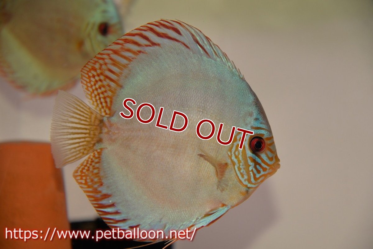 画像2: 【ディスカス】【通販】【国産ブリード】コバルトブルーターコイズ（トラディショナル）【個体ペア販売】14cm（生体）【越中の雄 作出】 (2)