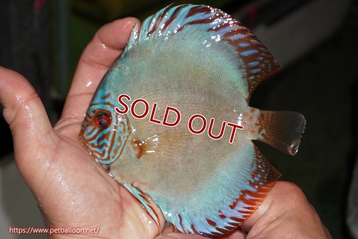 画像3: 【ディスカス】【通販】【国産ブリード】コバルトブルーターコイズ（トラディショナル）【個体ペア販売】14cm（生体）【越中の雄 作出】 (3)