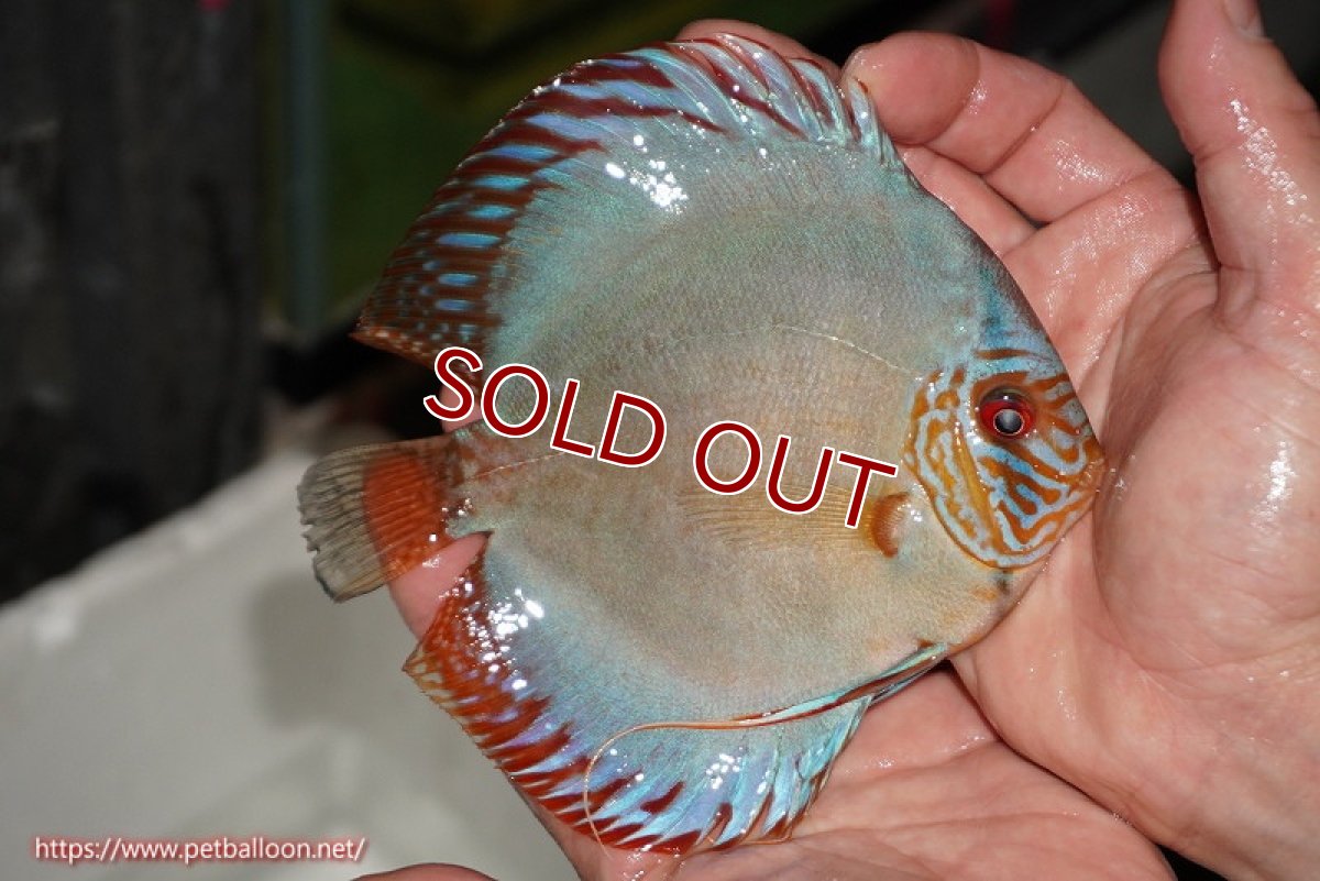 画像4: 【ディスカス】【通販】【国産ブリード】コバルトブルーターコイズ（トラディショナル）【個体ペア販売】14cm（生体）【越中の雄 作出】 (4)