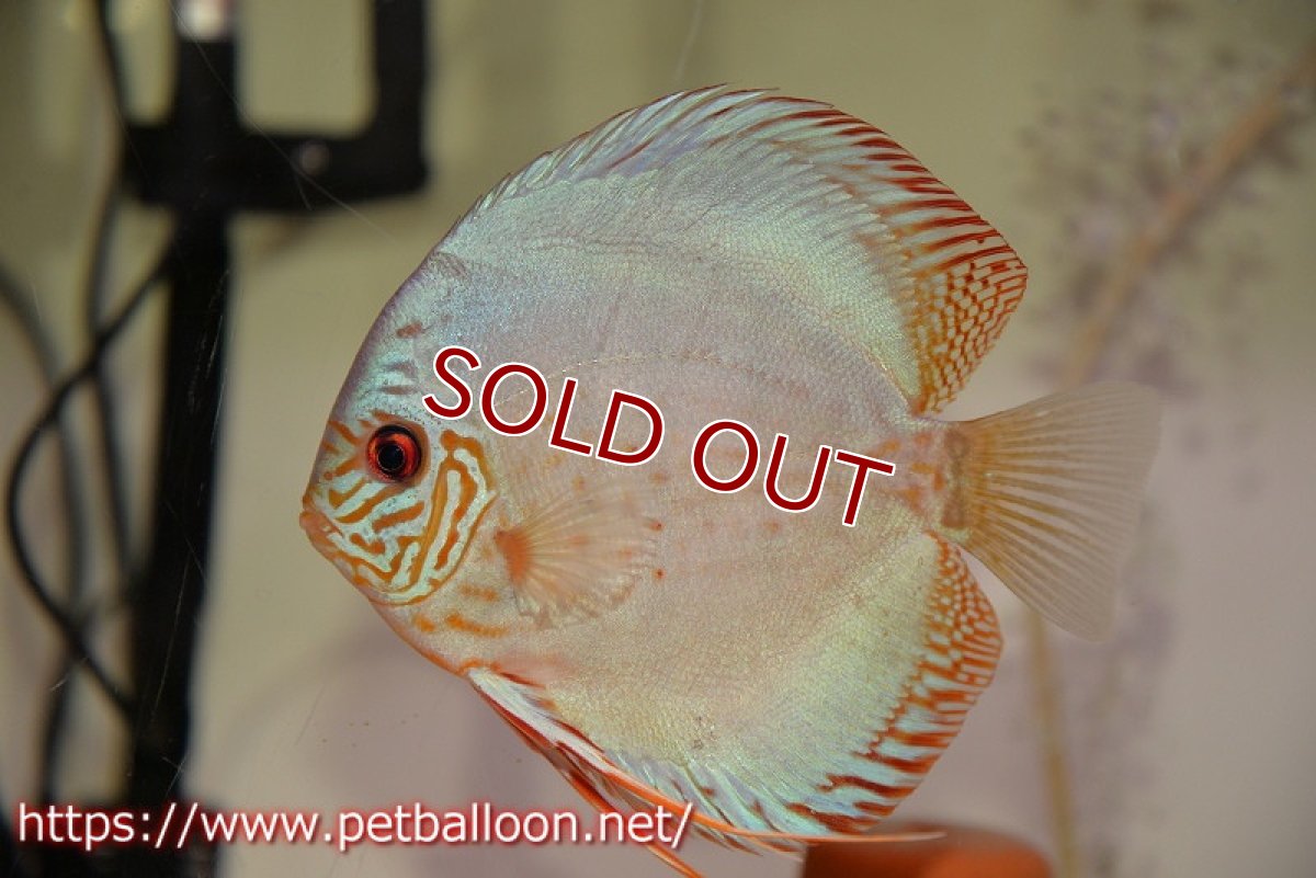 画像5: 【ディスカス】【通販】【国産ブリード】コバルトブルーターコイズ（トラディショナル）【個体ペア販売】14cm（生体）【越中の雄 作出】 (5)