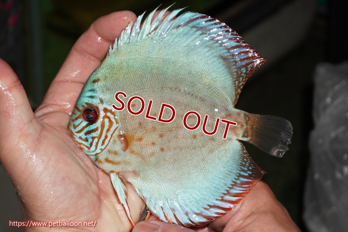 画像6: 【ディスカス】【通販】【国産ブリード】コバルトブルーターコイズ（トラディショナル）【個体ペア販売】14cm（生体）【越中の雄 作出】 (6)