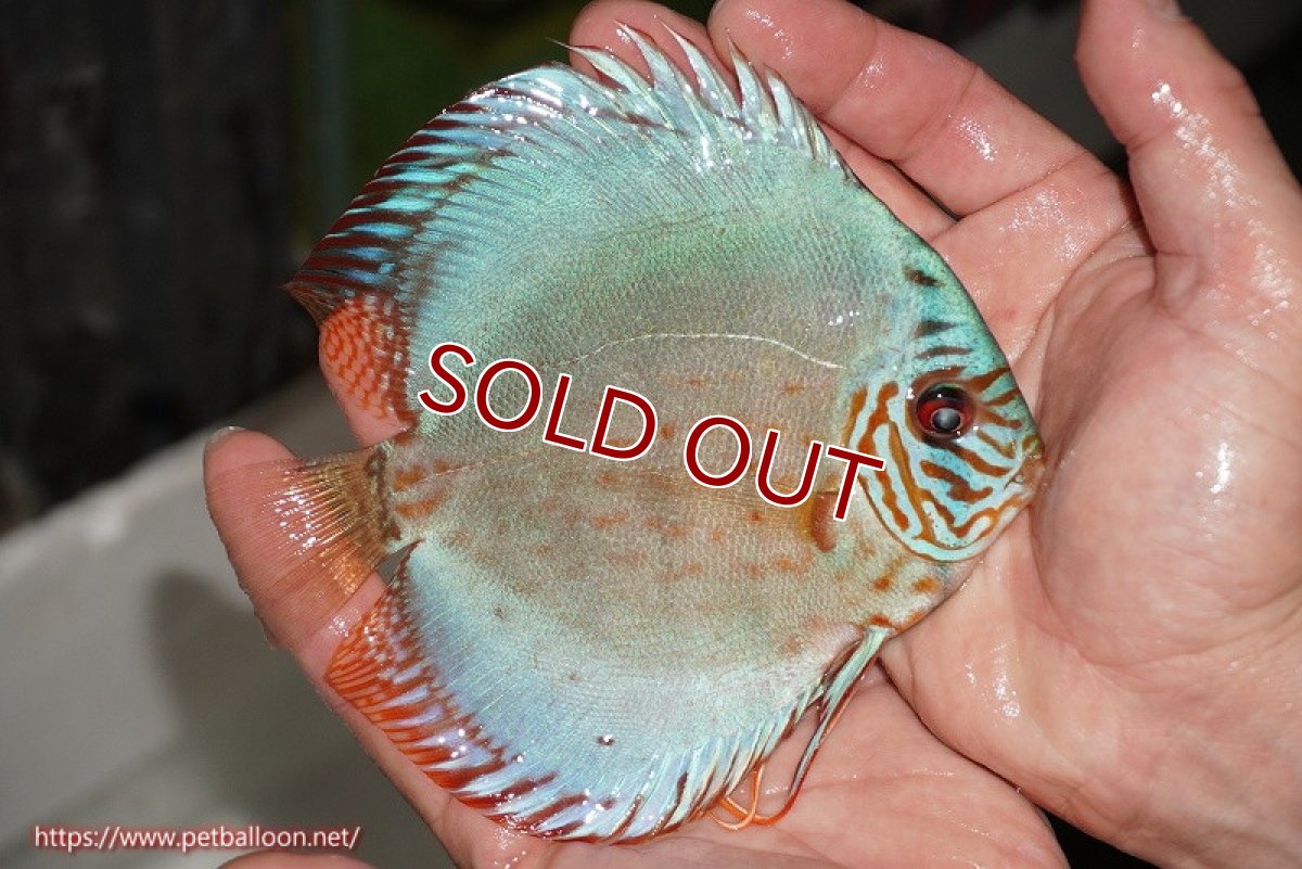 画像7: 【ディスカス】【通販】【国産ブリード】コバルトブルーターコイズ（トラディショナル）【個体ペア販売】14cm（生体）【越中の雄 作出】 (7)