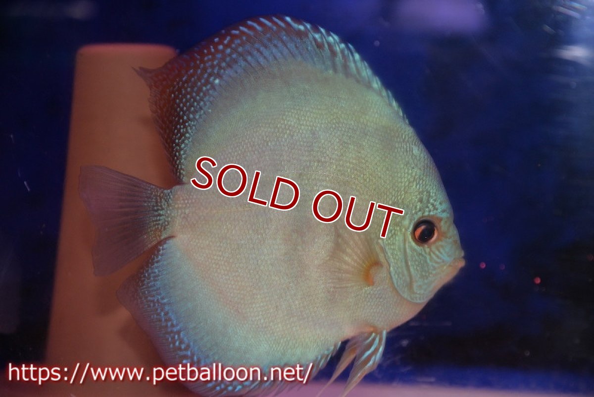 画像2: 【ディスカス】【通販】【産卵経験あり】【究極のワイルドクロス 激レアニューストレイン】ラーゴイリピシレッドF3 クロス ラーゴパラコニブラッドレッドF2（タイプブルー）【個体ペア販売】16cm（生体）マレーシア　KLディスカスファーム (2)