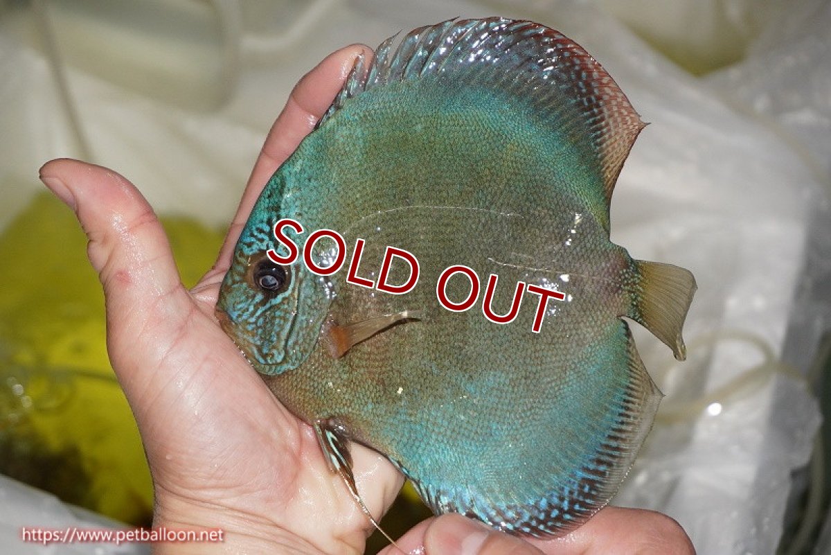 画像3: 【ディスカス】【通販】【産卵経験あり】【究極のワイルドクロス 激レアニューストレイン】ラーゴイリピシレッドF3 クロス ラーゴパラコニブラッドレッドF2（タイプブルー）【個体ペア販売】16cm（生体）マレーシア　KLディスカスファーム (3)