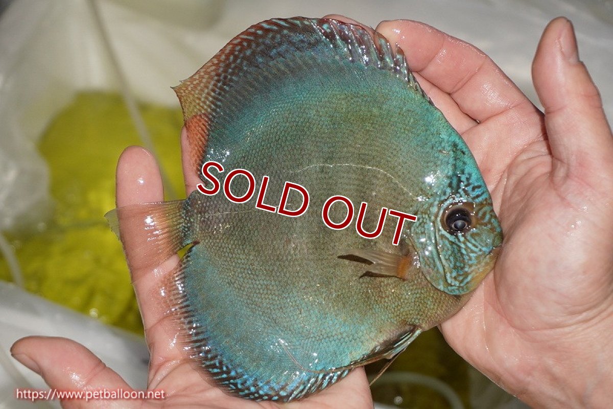 画像4: 【ディスカス】【通販】【産卵経験あり】【究極のワイルドクロス 激レアニューストレイン】ラーゴイリピシレッドF3 クロス ラーゴパラコニブラッドレッドF2（タイプブルー）【個体ペア販売】16cm（生体）マレーシア　KLディスカスファーム (4)