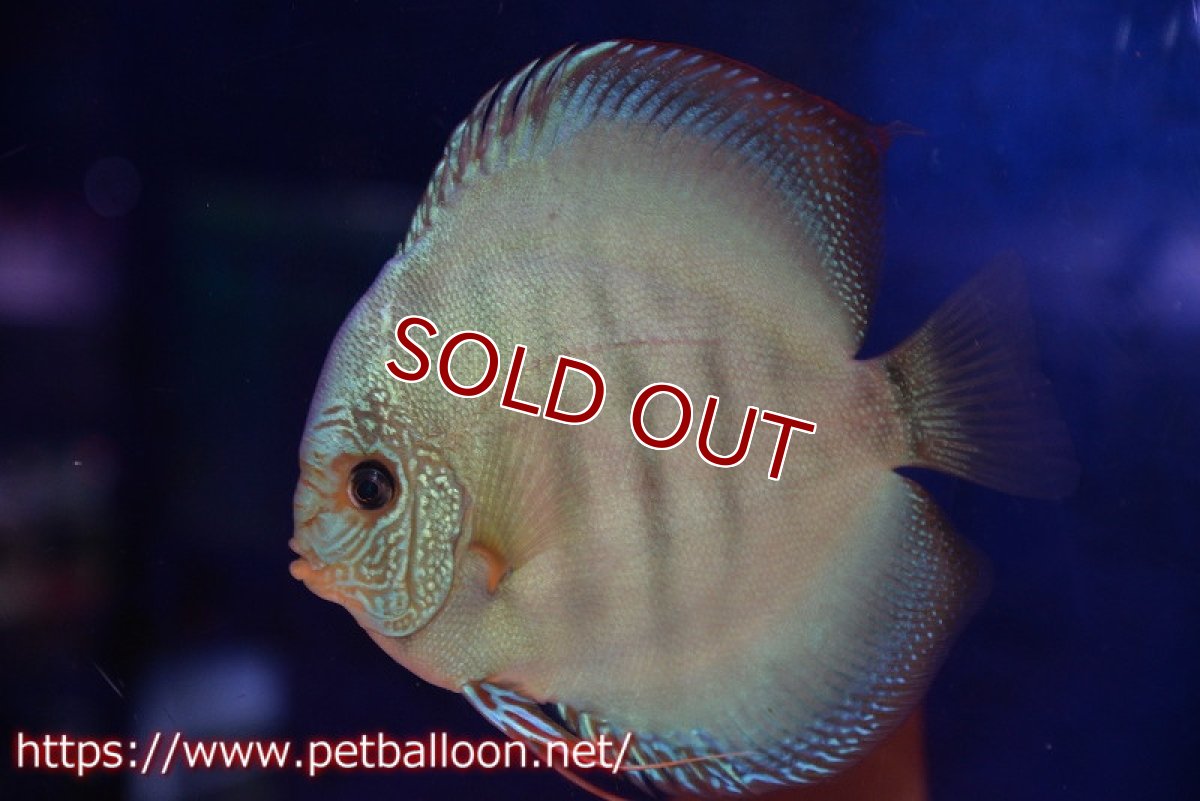 画像5: 【ディスカス】【通販】【産卵経験あり】【究極のワイルドクロス 激レアニューストレイン】ラーゴイリピシレッドF3 クロス ラーゴパラコニブラッドレッドF2（タイプブルー）【個体ペア販売】16cm（生体）マレーシア　KLディスカスファーム (5)