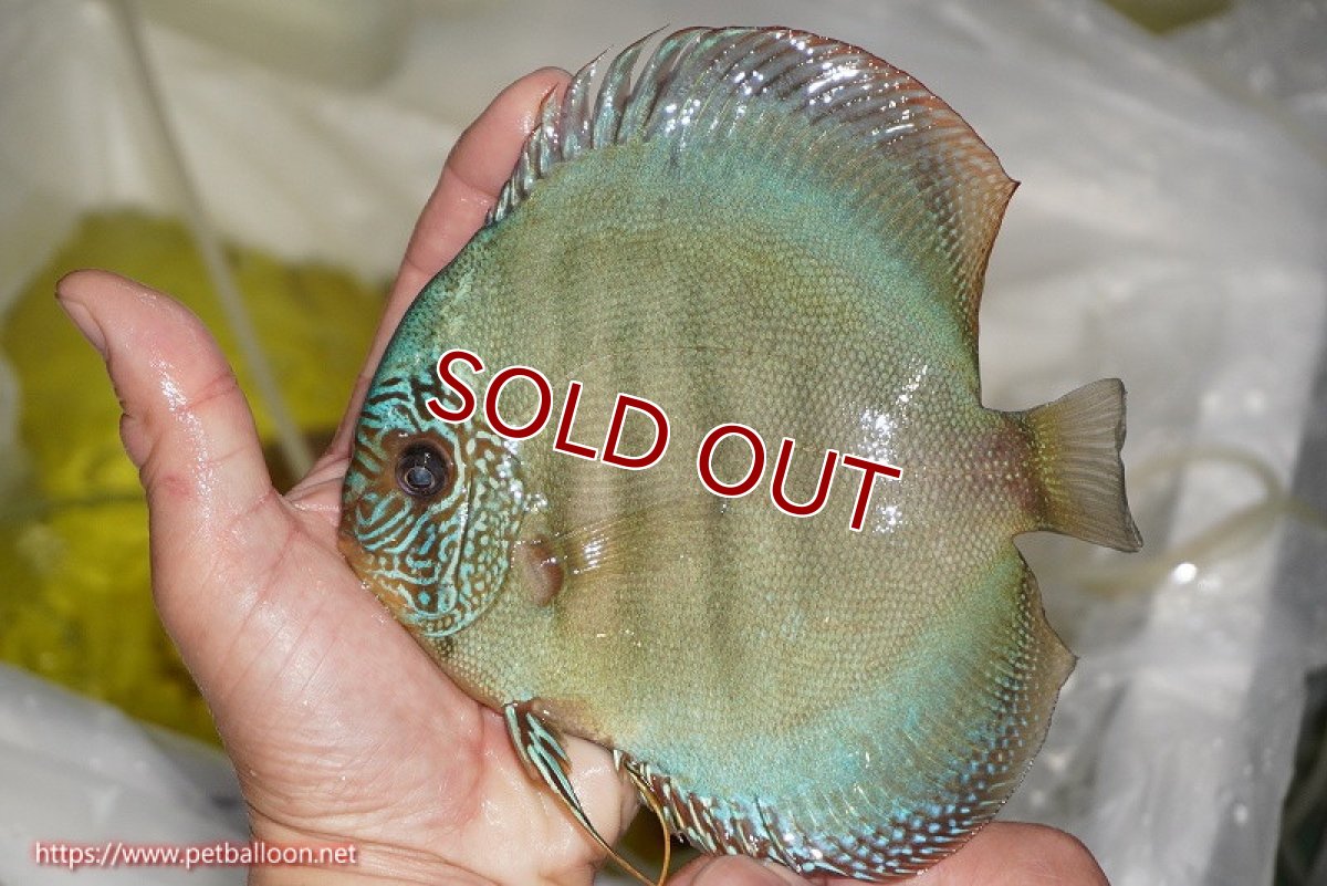 画像6: 【ディスカス】【通販】【産卵経験あり】【究極のワイルドクロス 激レアニューストレイン】ラーゴイリピシレッドF3 クロス ラーゴパラコニブラッドレッドF2（タイプブルー）【個体ペア販売】16cm（生体）マレーシア　KLディスカスファーム (6)