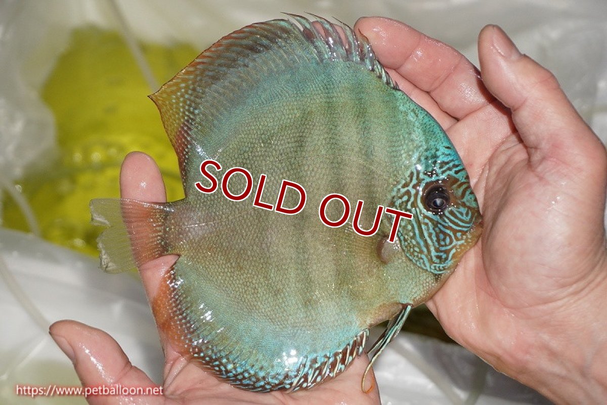 画像7: 【ディスカス】【通販】【産卵経験あり】【究極のワイルドクロス 激レアニューストレイン】ラーゴイリピシレッドF3 クロス ラーゴパラコニブラッドレッドF2（タイプブルー）【個体ペア販売】16cm（生体）マレーシア　KLディスカスファーム (7)
