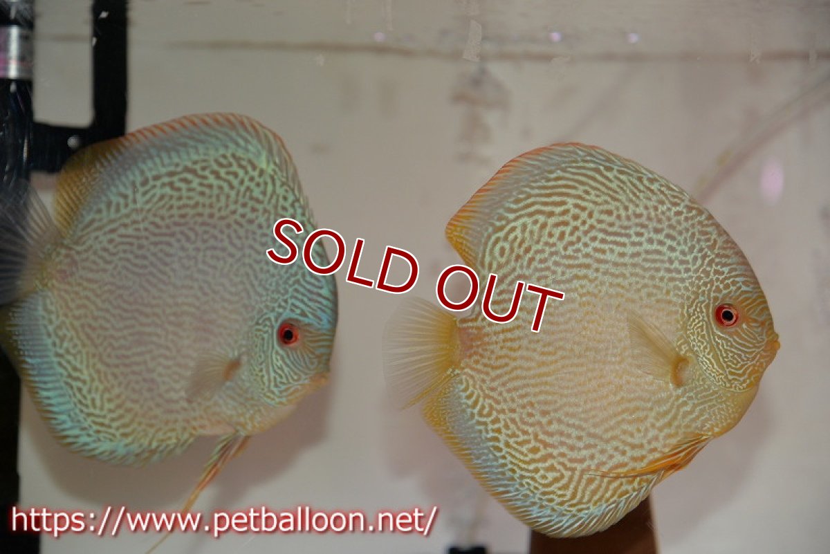 画像1: 【ディスカス】【通販】【産卵経験あり】ジャイアントブルースコーピオン（ハイフォーム）【個体ペア販売】17-18cm（生体）マレーシア　NAディスカスファーム (1)