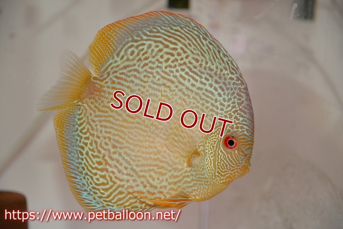 画像2: 【ディスカス】【通販】【産卵経験あり】ジャイアントブルースコーピオン（ハイフォーム）【個体ペア販売】17-18cm（生体）マレーシア　NAディスカスファーム (2)