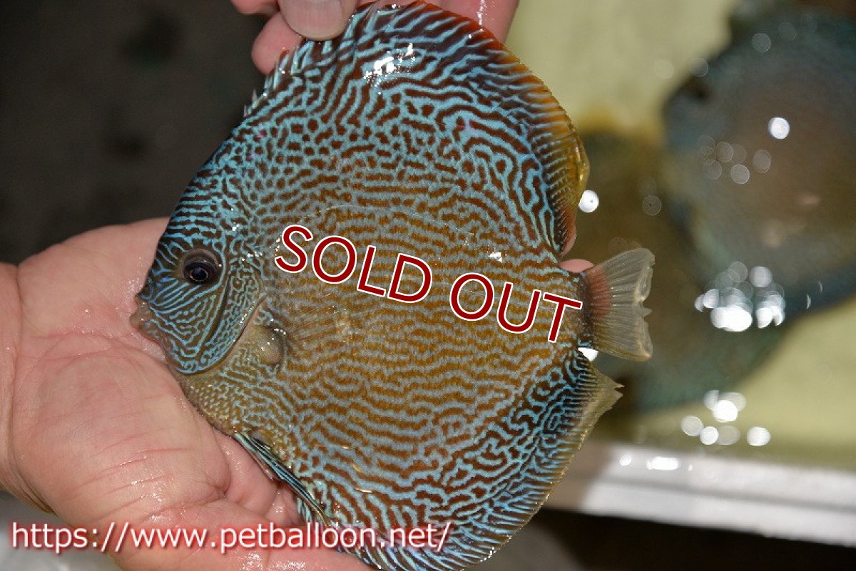 画像3: 【ディスカス】【通販】【産卵経験あり】ジャイアントブルースコーピオン（ハイフォーム）【個体ペア販売】17-18cm（生体）マレーシア　NAディスカスファーム (3)