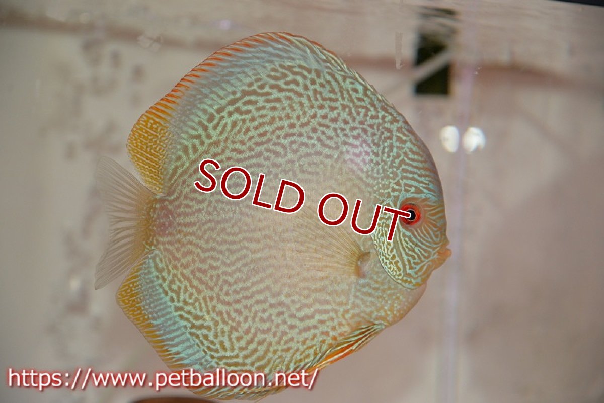 画像5: 【ディスカス】【通販】【産卵経験あり】ジャイアントブルースコーピオン（ハイフォーム）【個体ペア販売】17-18cm（生体）マレーシア　NAディスカスファーム (5)