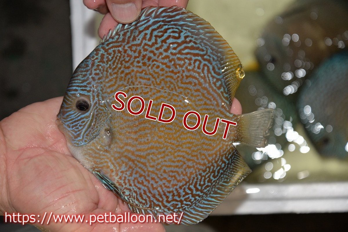 画像6: 【ディスカス】【通販】【産卵経験あり】ジャイアントブルースコーピオン（ハイフォーム）【個体ペア販売】17-18cm（生体）マレーシア　NAディスカスファーム (6)