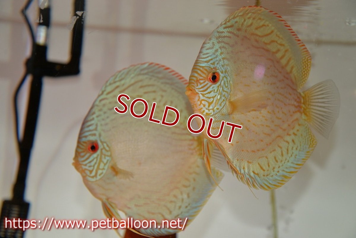 画像1: 【ディスカス】【通販】【産卵経験あり】ジャイアントロイヤルブリリアント（ハイフォーム）【個体ペア販売】17-18cm（生体）マレーシア　NAディスカスファーム (1)