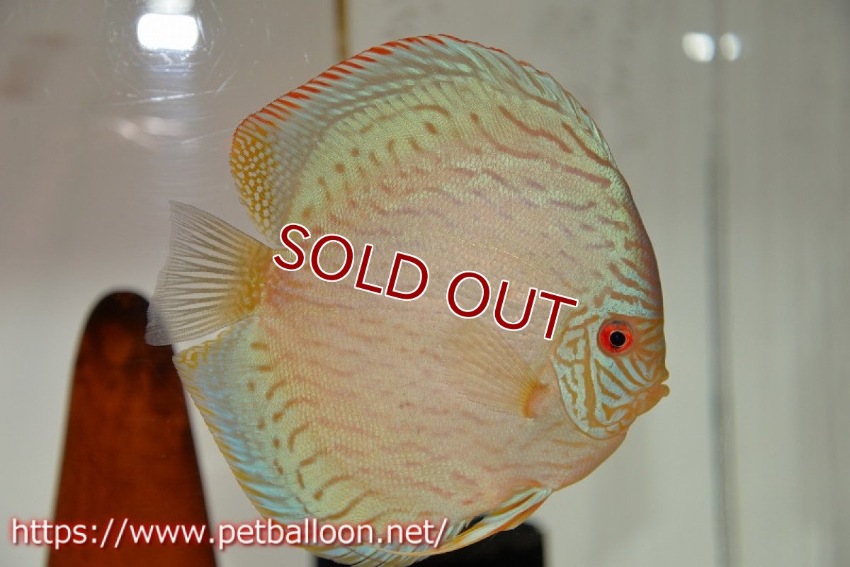 画像2: 【ディスカス】【通販】【産卵経験あり】ジャイアントロイヤルブリリアント（ハイフォーム）【個体ペア販売】17-18cm（生体）マレーシア　NAディスカスファーム (2)