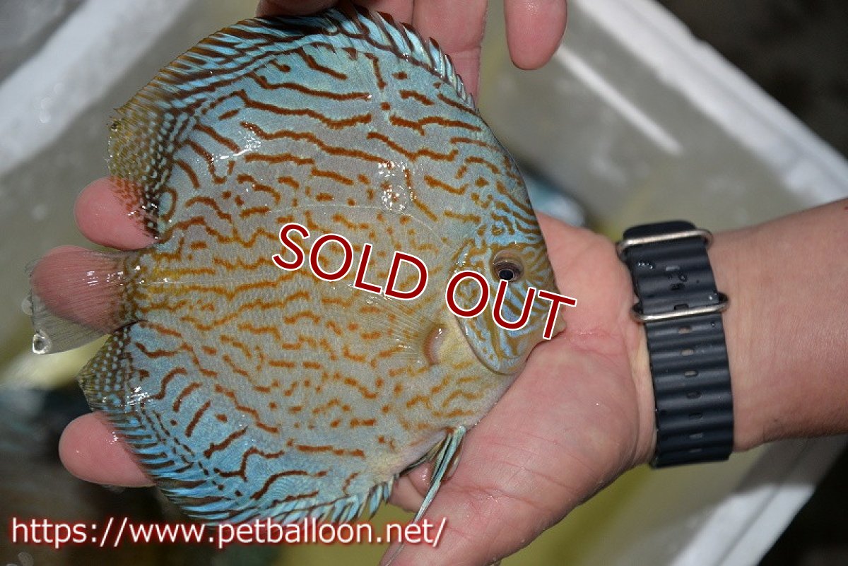 画像7: 【ディスカス】【通販】【産卵経験あり】ジャイアントロイヤルブリリアント（ハイフォーム）【個体ペア販売】17-18cm（生体）マレーシア　NAディスカスファーム (7)