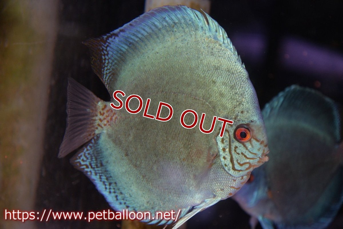 画像2: 【ディスカス】【通販】【産卵孵化経験あり】ジャイアントコバルト　ハイフォーム【個体ペア販売】15-17cm（生体）マレーシア　NAディスカスファーム (2)