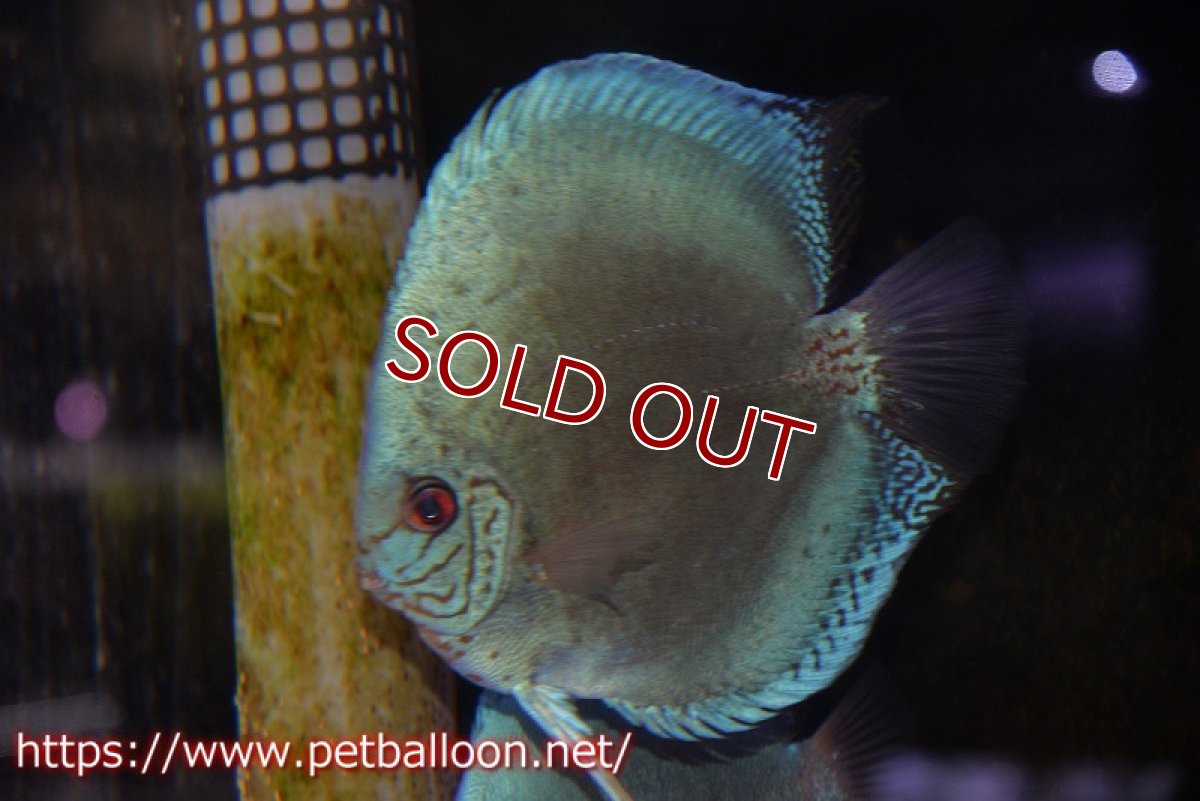 画像3: 【ディスカス】【通販】【産卵孵化経験あり】ジャイアントコバルト　ハイフォーム【個体ペア販売】15-17cm（生体）マレーシア　NAディスカスファーム (3)