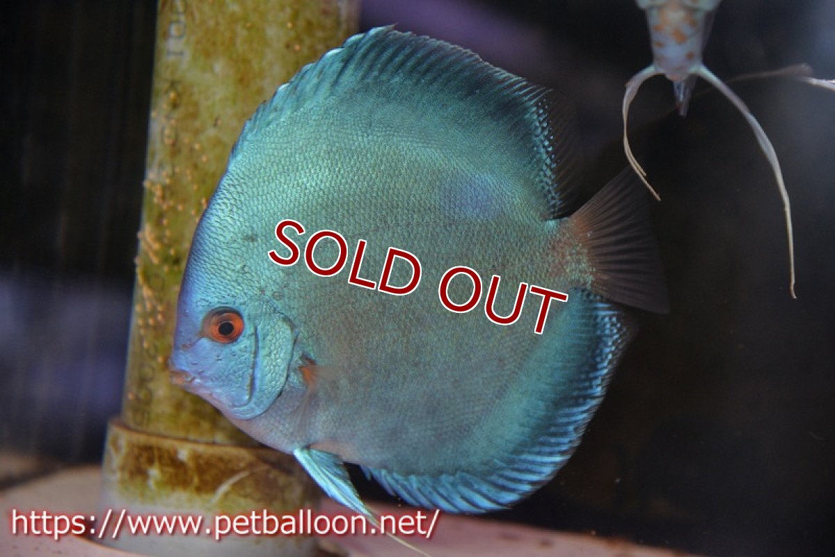 画像4: 【ディスカス】【通販】【産卵孵化経験あり】ジャイアントコバルト　ハイフォーム【個体ペア販売】15-17cm（生体）マレーシア　NAディスカスファーム (4)