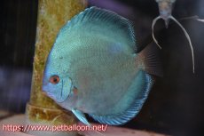 画像4: 【ディスカス】【通販】【産卵孵化経験あり】ジャイアントコバルト　ハイフォーム【個体ペア販売】15-17cm（生体）マレーシア　NAディスカスファーム (4)