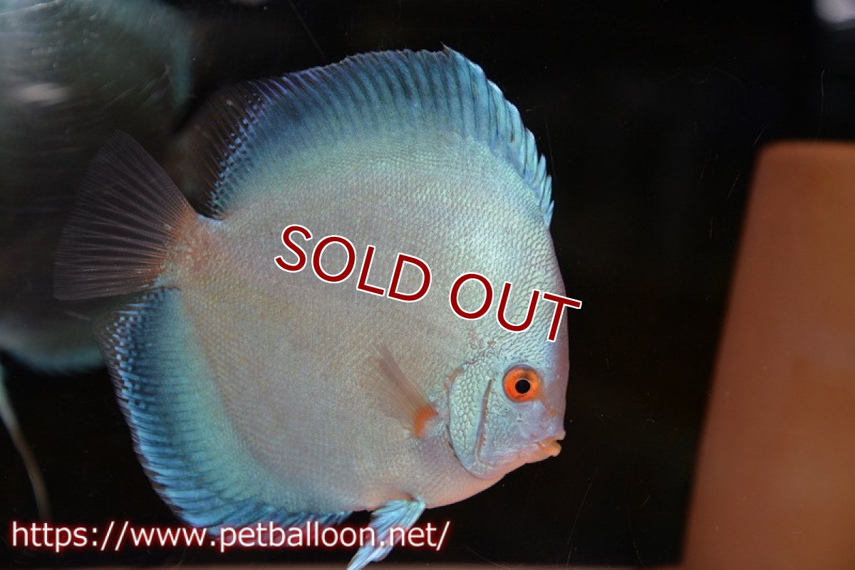 画像5: 【ディスカス】【通販】【産卵孵化経験あり】ジャイアントコバルト　ハイフォーム【個体ペア販売】15-17cm（生体）マレーシア　NAディスカスファーム (5)