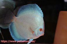 画像5: 【ディスカス】【通販】【産卵孵化経験あり】ジャイアントコバルト　ハイフォーム【個体ペア販売】15-17cm（生体）マレーシア　NAディスカスファーム (5)