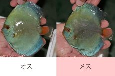 画像1: 【ペア祭り特選特価】【ディスカス】【通販】ハイボディスーパーブルーダイヤモンド【個体ペア販売】14-15cm（生体） (1)