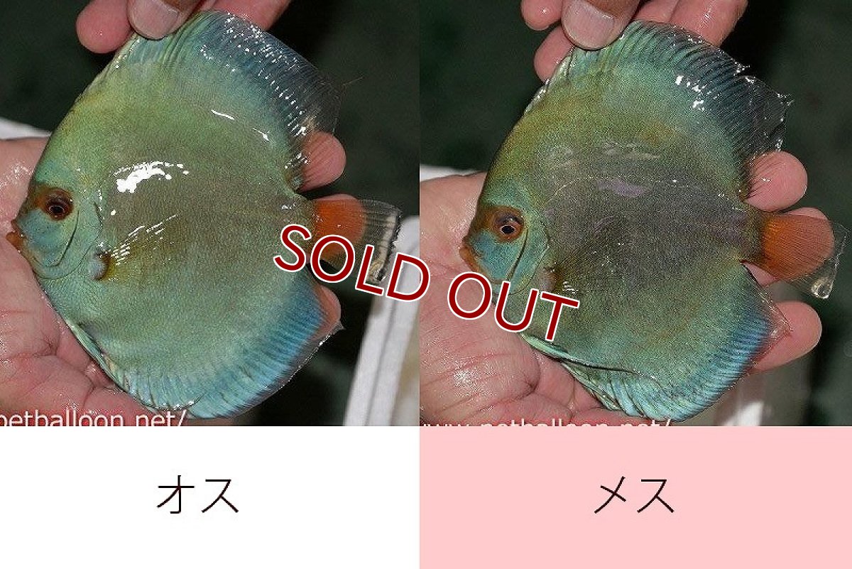 画像2: 【ディスカス】【通販】ハイボディスーパーブルーダイヤモンド【個体ペア販売】14-15cm（生体） (2)
