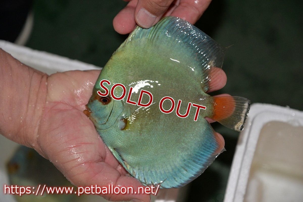 画像3: 【ディスカス】【通販】ハイボディスーパーブルーダイヤモンド【個体ペア販売】14-15cm（生体） (3)