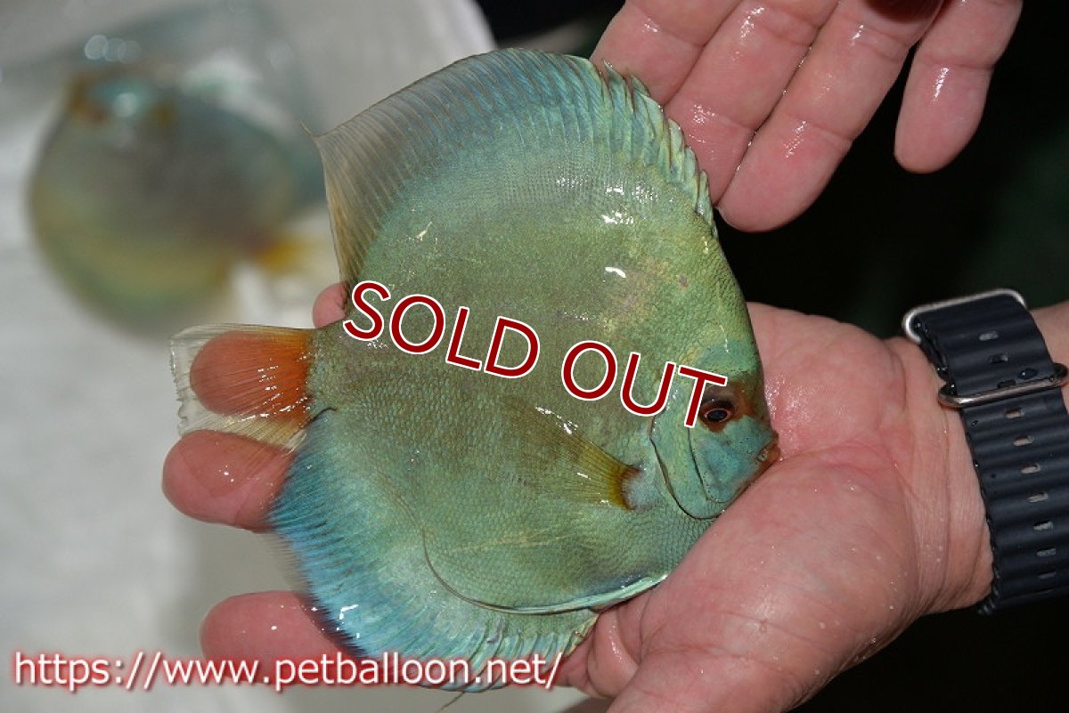 画像4: 【ディスカス】【通販】ハイボディスーパーブルーダイヤモンド【個体ペア販売】14-15cm（生体） (4)