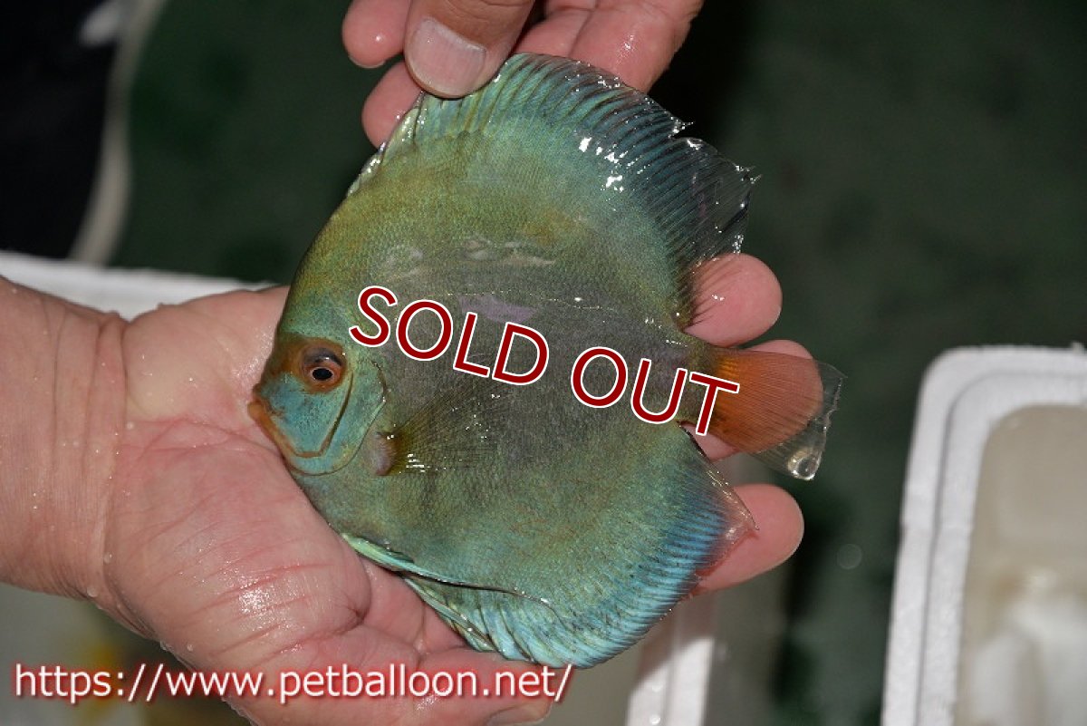 画像5: 【ディスカス】【通販】ハイボディスーパーブルーダイヤモンド【個体ペア販売】14-15cm（生体） (5)