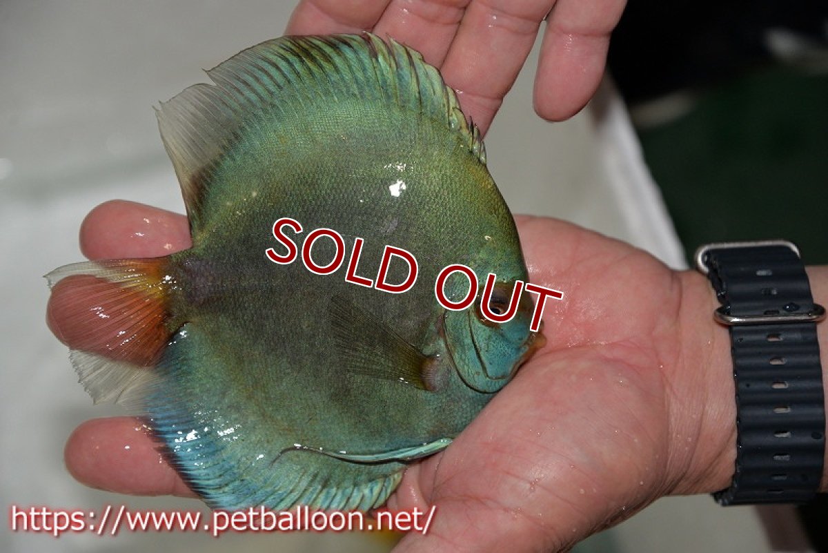 画像6: 【ディスカス】【通販】ハイボディスーパーブルーダイヤモンド【個体ペア販売】14-15cm（生体） (6)