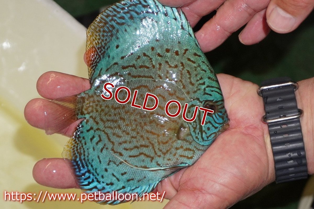 画像3: 【ディスカス】【通販】ジャイアントロイヤルブリリアント（ハイフォーム）【個体販売】12-13cm（生体）マレーシア　NAディスカスファーム (3)