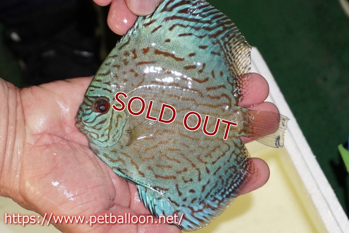 画像2: 【ディスカス】【通販】ジャイアントロイヤルブリリアント（ハイフォーム）【個体販売】12-13cm（生体）マレーシア　NAディスカスファーム (2)